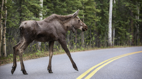 Man dies after car crashes into moose in Alaska national park